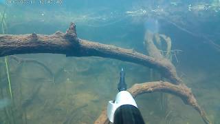 подводная охота 07 - 20. Щука - Голавль! Вода как в аквариуме