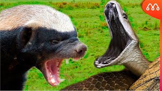 O DEVORADOR DE COBRAS VENENOSAS