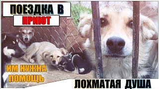 ПОЕЗДКА В ПРИЮТ ДЛЯ ЖИВОТНЫХ "ЛОХМАТАЯ ДУША"