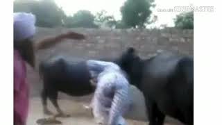 ???New Whatsapp status and share chat Funny video 30sec???