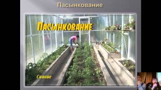 Томаты по природному земледелию