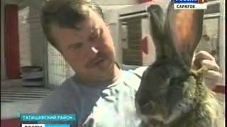 Необычная кроличья ферма