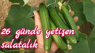26 günde yetişen salatalık. Örtüaltı sebze yetiştiriciliği eğitim serisi videoları