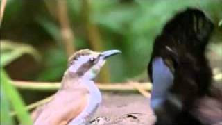 Beautiful Creations of Allah - Nature in Islam