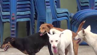 Dog Mating Up Close I Three Dogs Mating and Get Stuck