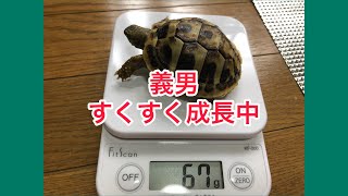 ヘルマンリクガメ 義男 成長中