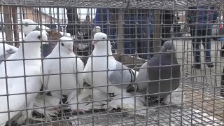 02.20.20. Птичий рынок г. Прохладный ч 2. Poultry bird market 2 hours.
