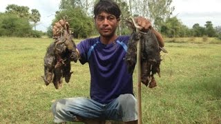 Amazing video - Dig holes to catch rats for foods in Cambodia