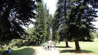 Королевский ботанический сад Перадения (Peradeniya)