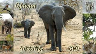 African Wildlife HD - pictures of wild animals and birds of Africa (photo slideshow)