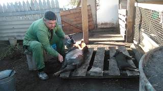 вьетнамский поросенок в итоге