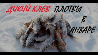 РЫБАЛКА 2020. ТАКОЙ РЫБАЛКИ Я НЕ ЖДАЛ. ДИКИЙ КЛЕВ ПЛОТВЫ В ЯНВАРЕ.