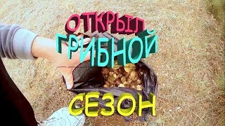ОТКРЫЛ ГРИБНОЙ СЕЗОН / МАСЛЯТА 2019