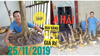 25/11/2019 giao lưu phôi mai và mai tàng đế đẹp 0843544272 a Hải.mai giá rẻ củ to
