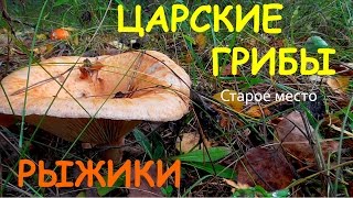 Царские грибы.Рыжики.Тихая охота