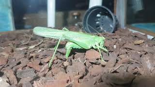 Cavalletta gigante depone le uova