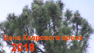 Цена кедрового ореха 2018 Кедровый орех цена Кедровые орехи сколько стоят Кедровый орех кедр