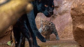 Crías de Jaguar