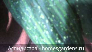 Как выглядит аспидистра?