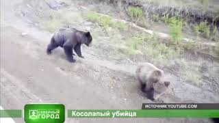В Усть-Илимском районе медведь убил человека