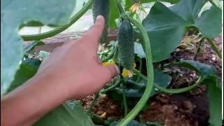 Формирование ОГУРЦА в один стебель. САМЫЙ УДОБНЫЙ И ПРОСТОЙ СПОСОБ. FORMATION cucumber stalk