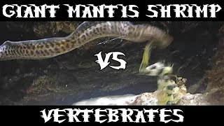 Giant Spearing Mantis Shrimp Hunts Vertebrates