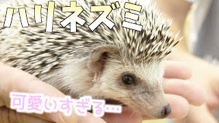 可愛すぎるハリネズミと触れ合えるカフェ！　#お土産探しカットシーン