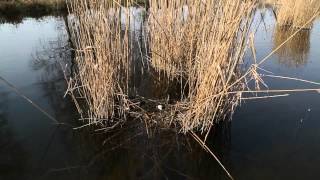 Les 4 saisons du marais de Sacy - L'hiver, épisode 1