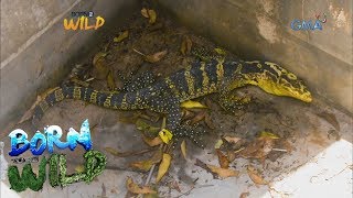 Born to Be Wild: Rescuing a trapped ‘bayawak’ from an old water tank