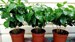 КОФЕ АРАВИЙСКИЙ. Уход за кофейным деревом в домашних условиях
