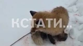 Придорожный садизм - окровавленную лису за хвост привязали живодеры на обочине