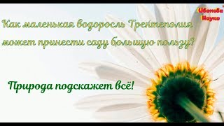 Природа всё подскажет сама. Как оздоровить сад?