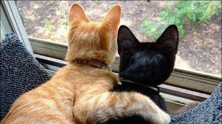 Я РЖАЛ ПОЛЧАСА. Смешные Коты и Собаки. ПРИКОЛЫ С ЖИВОТНЫМИ. #27