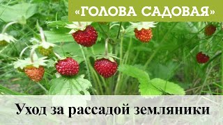 Голова садовая - Уход за рассадой земляники