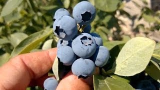 Собираем ягоды голубики