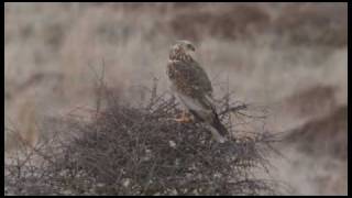 Natuurnieuws van Texel, veel Bruine Kiekendieven