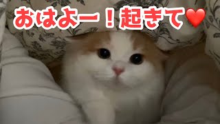子猫が布団の中に入って可愛く起こしに来たと思いきや...【スコティッシュフォールド】
