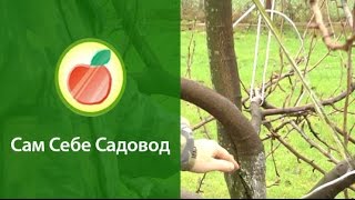 Формирование кроны груши