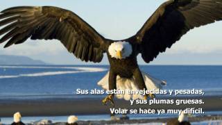 Motivación: El cambio del águila [HD]