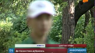 Наркотический шалфей добрался и до Казахстана