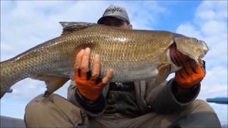 Вот это рыба! Трофейный жерех на уокер  экстремальное вываживание. Giant asp fishing.