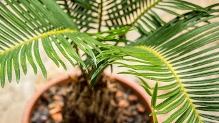 Как ухаживать за Цикасом? Магия легкой руки