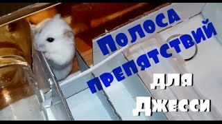 Делаю полосу препятствий для Джесси. Игровая площадка для хомяка. Первая проба Джесси