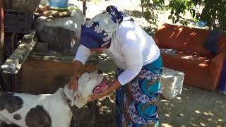 Köpeği Çelik Telle Astılar
