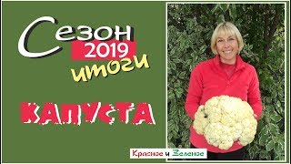 Капуста белокочанная, цветная, брокколи и другие. Итог сезона 2019