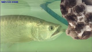 Arowana Eat Cricket | Cá Rồng Kim Long Úc Ăn Dế | Cá Rồng Ăn Dế | Arowana Eating Cricket