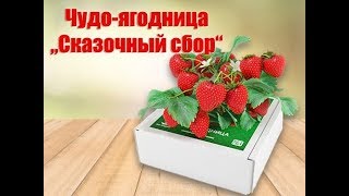 Выращивание Клубники На Подоконнике С Чудо-Ягодница Сказочный Сбор