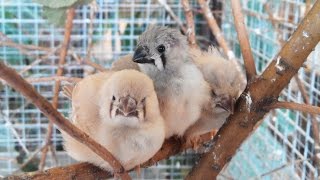 Зебровые амадины кормят птенцов