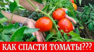 ?Защитите этим томаты от фитофтороза и будете с урожаем?