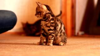 Бенгальские котята питомник Mr CAT г. Барнаул